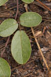 Eastern milkpea